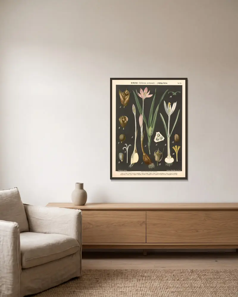 Höstkrokus. Colchicum autumnale av Walter Müller inramad på en vägg