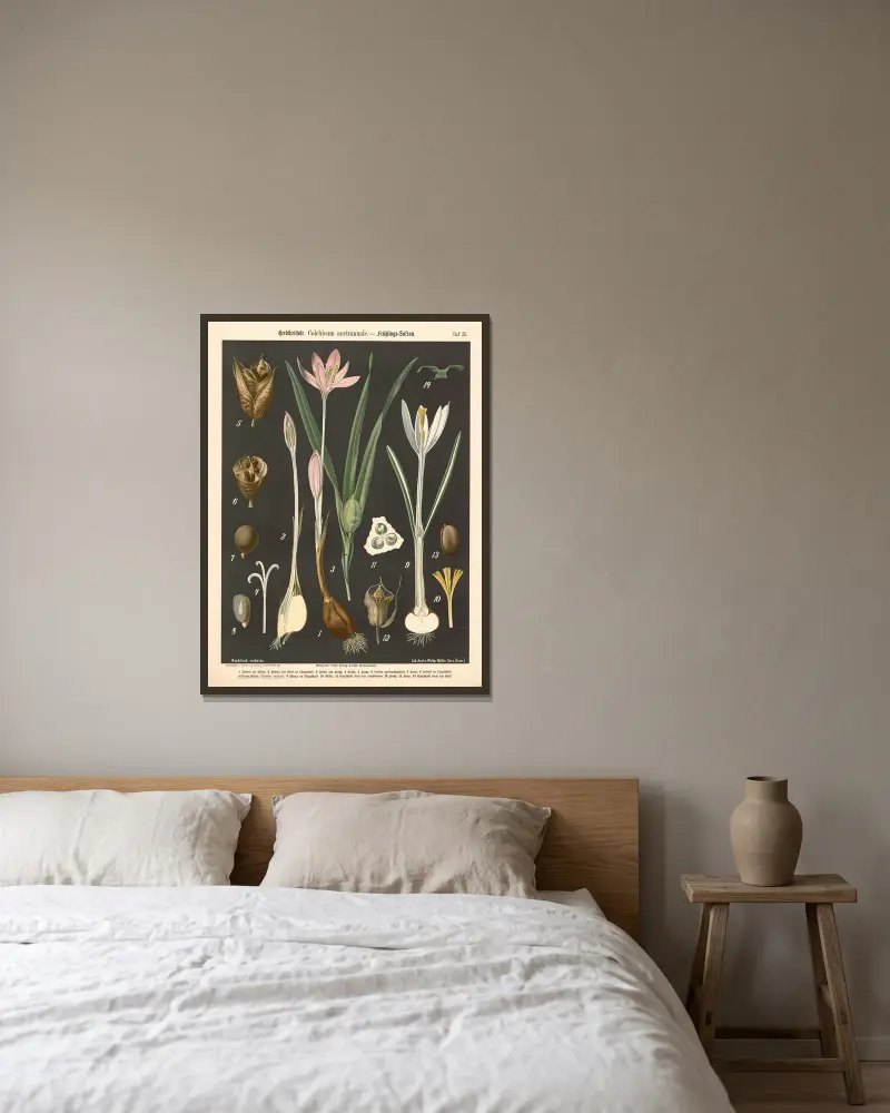 Höstkrokus. Colchicum autumnale av Walter Müller inramad på en vägg