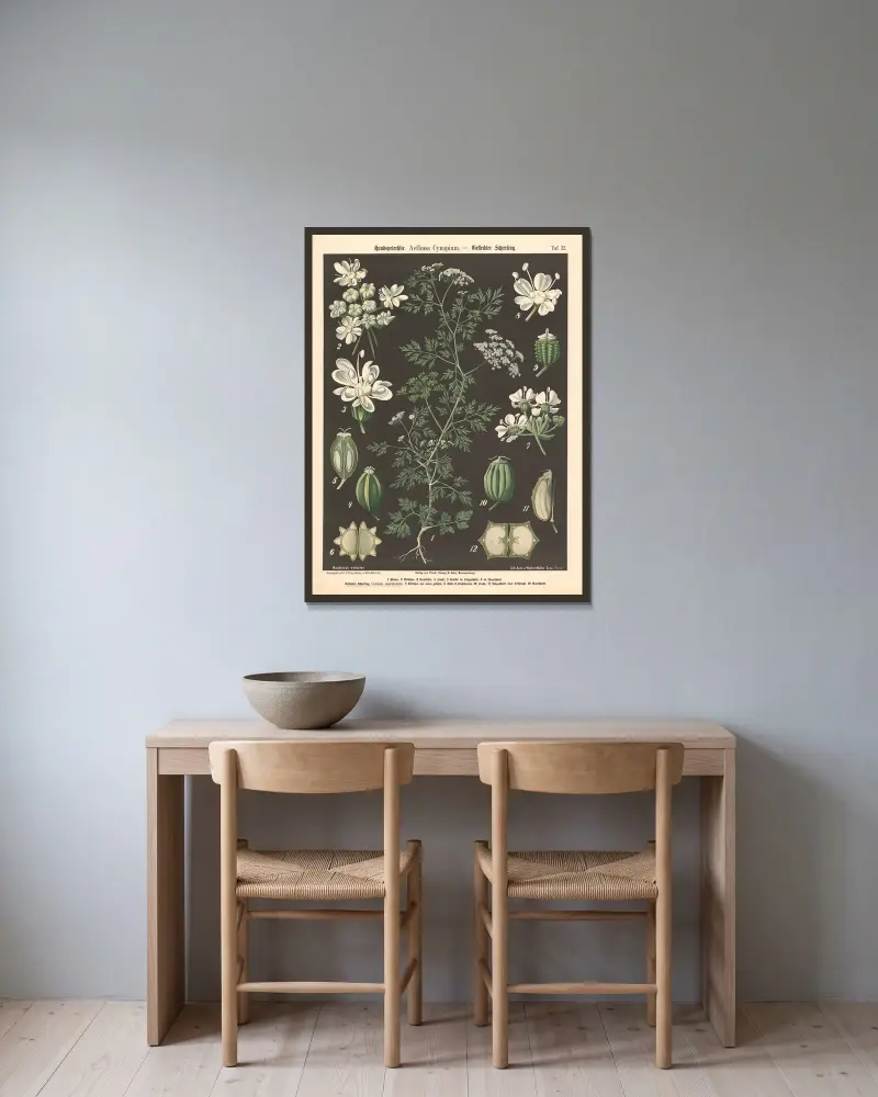 Hundspetersilie. Aethusa Cynapium von Walter Müller gerahmt an einer Wand