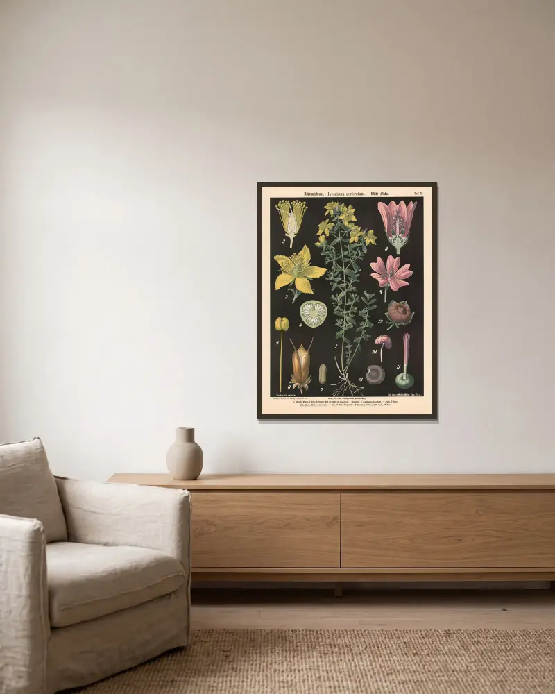 Johanniskraut. Hypericum perforatum. von Walter Müller gerahmt an einer Wand