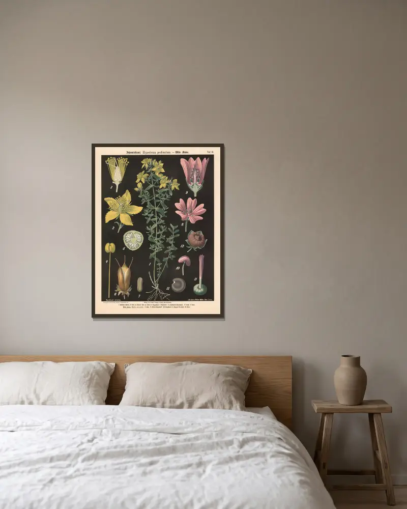 Johanniskraut. Hypericum perforatum. von Walter Müller gerahmt an einer Wand
