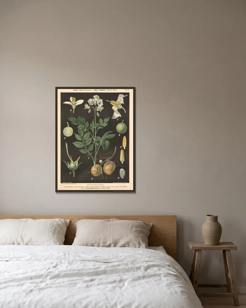 Potatis, Solanum tuberosum. – Svart nattskatta, Solanum nigrum av Walter Müller inramad på en vägg