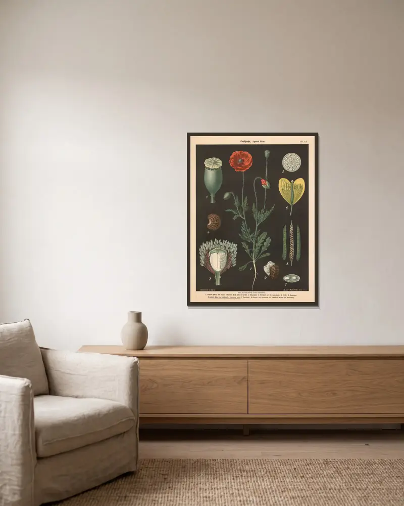 Mak polny, Papaver rhoeas, Walter Müller w ramie na ścianie