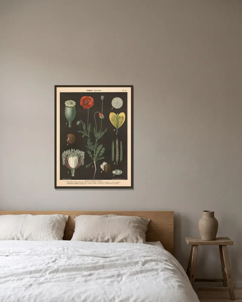 Mak polny, Papaver rhoeas, Walter Müller w ramie na ścianie