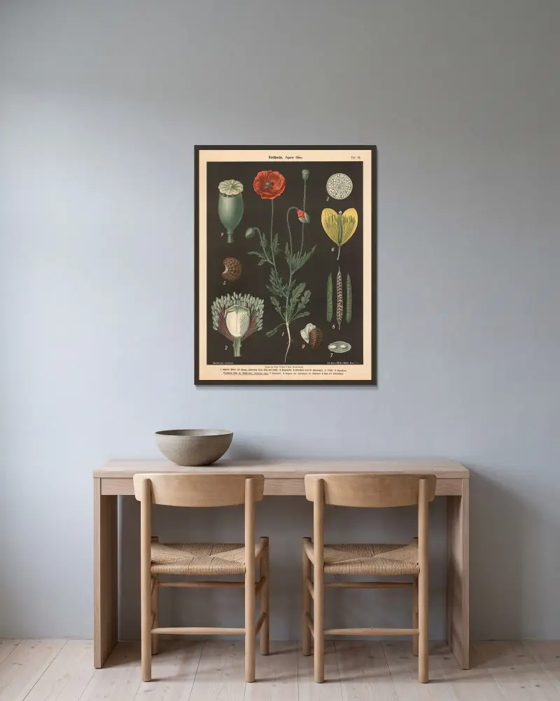 Mak polny, Papaver rhoeas, Walter Müller w ramie na ścianie