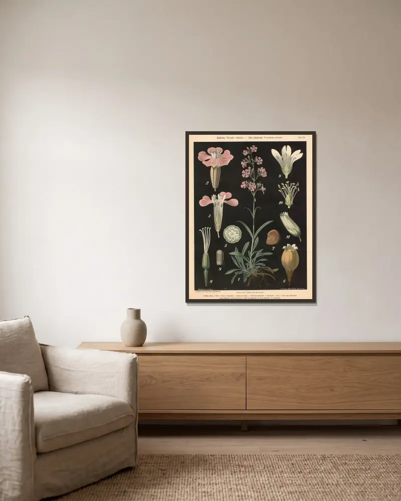 Tjärblomster, Viscaria vulgaris. – Fältarv, Cerastium arvense av Walter Müller inramad på en vägg