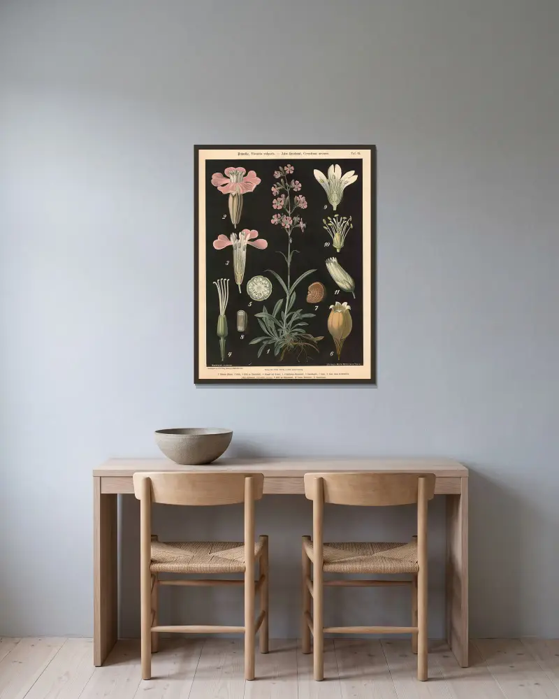 Tjärblomster, Viscaria vulgaris. – Fältarv, Cerastium arvense av Walter Müller inramad på en vägg