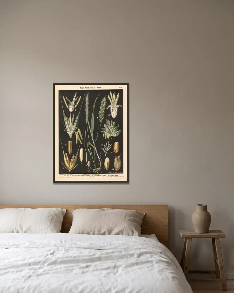 Roggen. Secale cereale von Walter Müller gerahmt an einer Wand