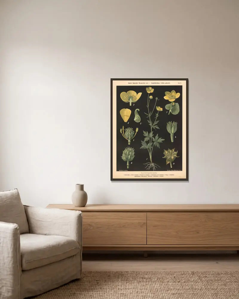 Smörblomma, Ranunculus acer. – Kabbleka, Caltha palustris av Walter Müller inramad på en vägg