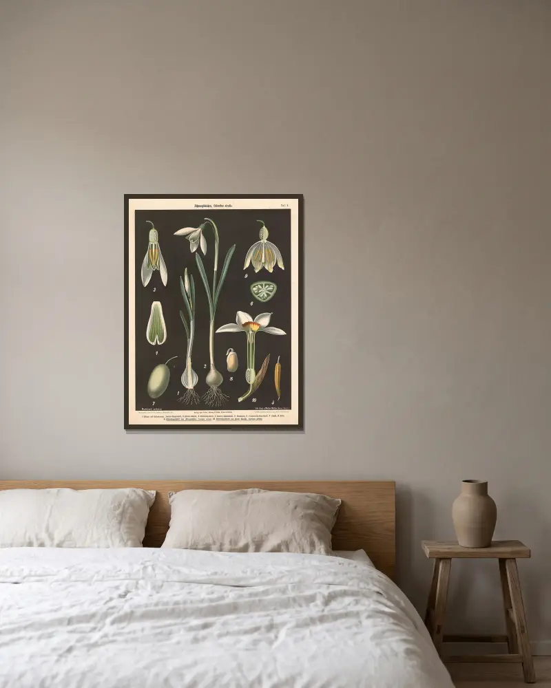 Schneeglöckschen, Galanthus nivalis av Walter Müller inramad på en vägg