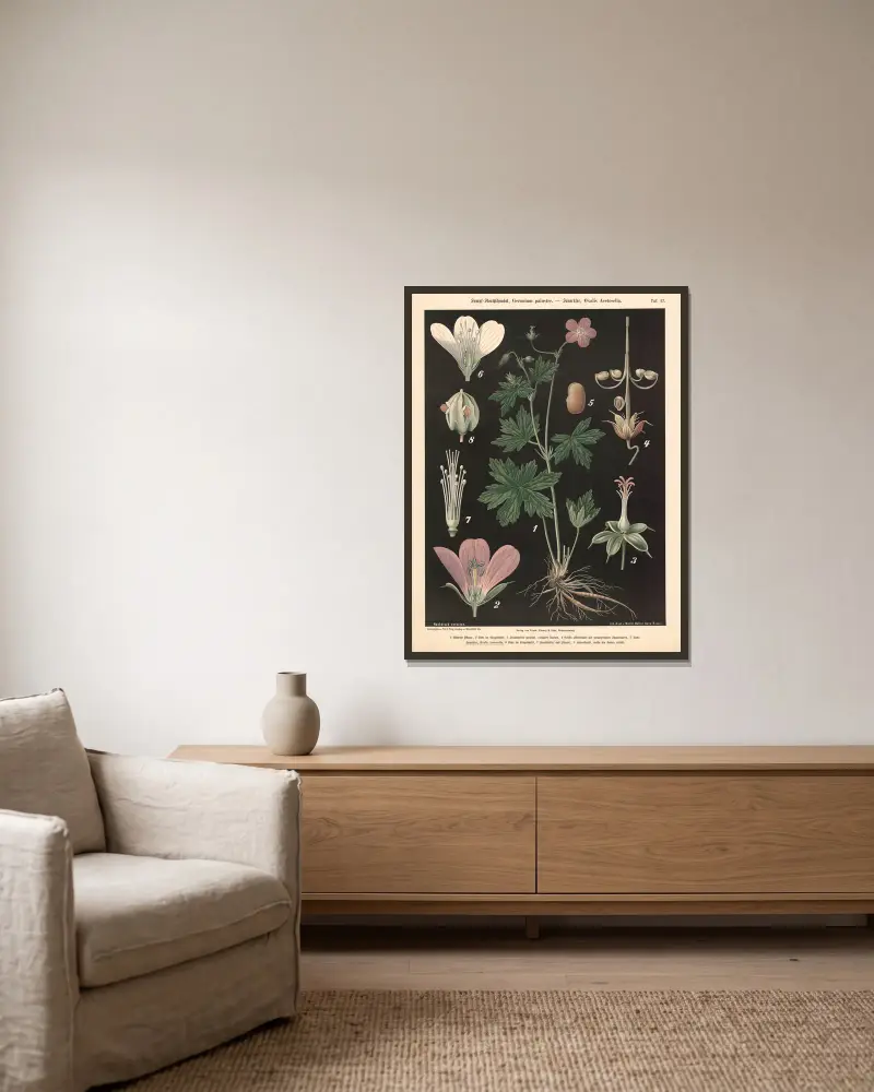 Kärrnäva, Geranium palustre – Harsyra, Oxalis acetosella av Walter Müller inramad på en vägg