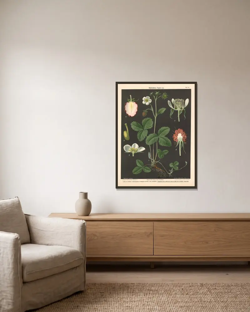 Poziomka leśna, Fragaria vesca, Walter Müller w ramie na ścianie