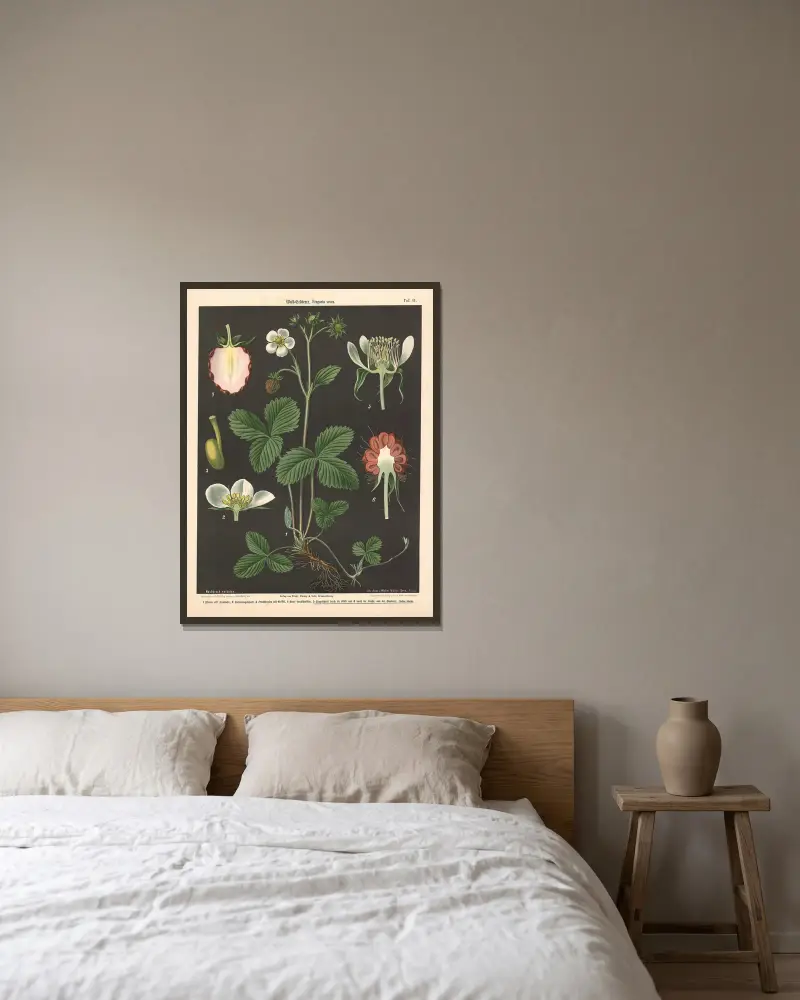 Poziomka leśna, Fragaria vesca, Walter Müller w ramie na ścianie