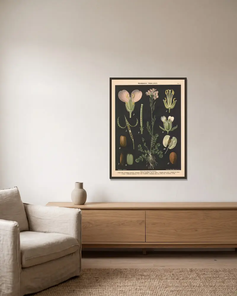 Ängsbräsma, Cardamine pratensis av Walter Müller inramad på en vägg