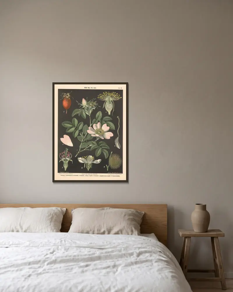 Divoká růže, rosa canina, Walter Müller v rámu na stěně