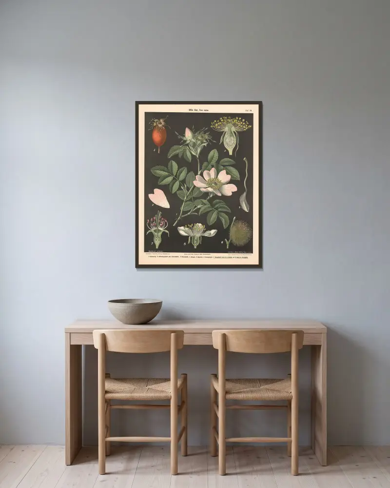 Divoká růže, rosa canina, Walter Müller v rámu na stěně
