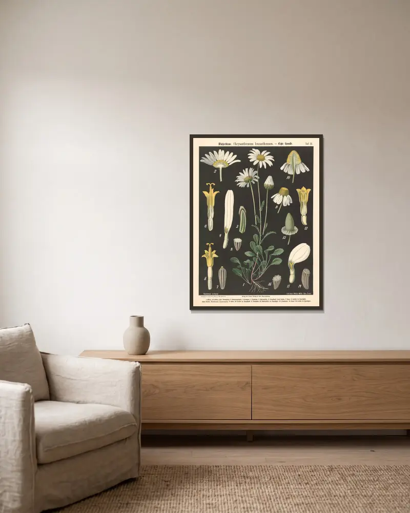 Prästkrage. Chrysanthemum leucanthemum av Walter Müller inramad på en vägg