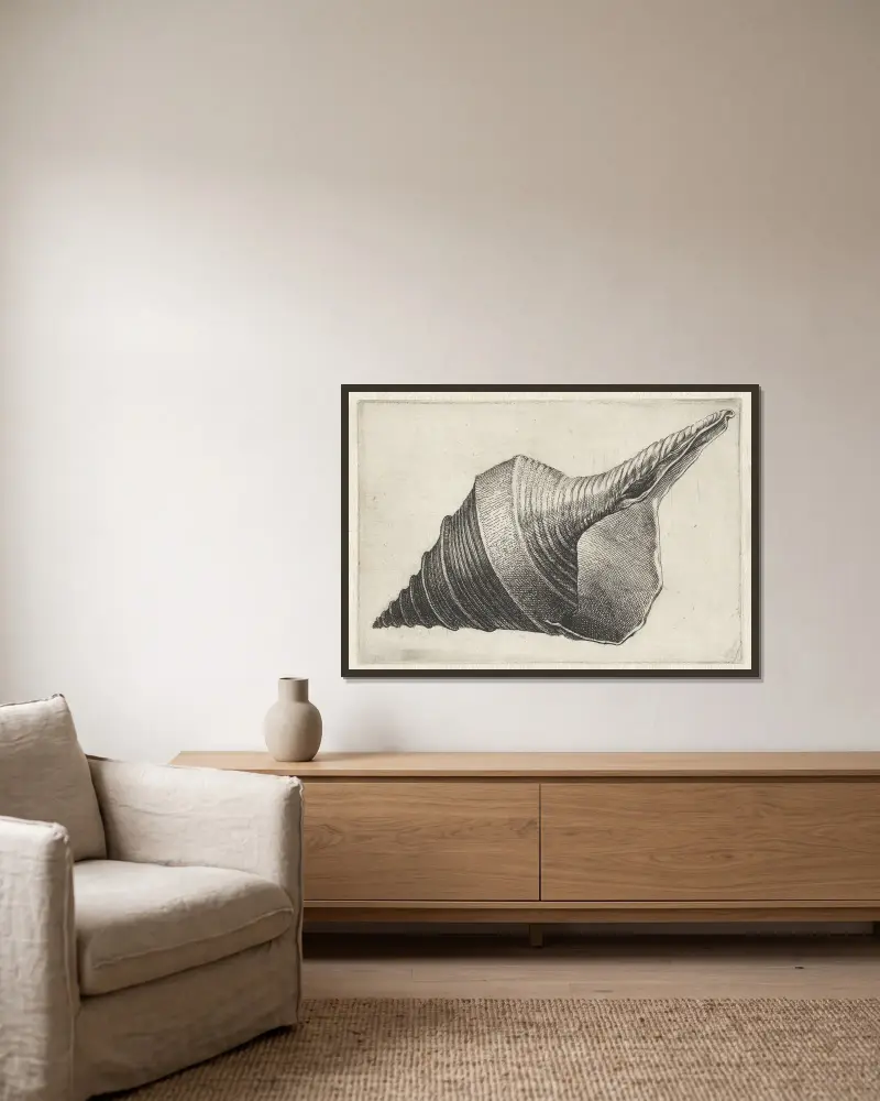 Australian trumpet (Syrinx aruanus) av Wenceslaus Hollar inramad på en vägg
