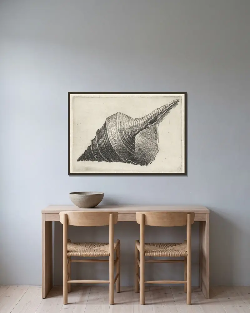 Australian trumpet (Syrinx aruanus) av Wenceslaus Hollar inramad på en vägg