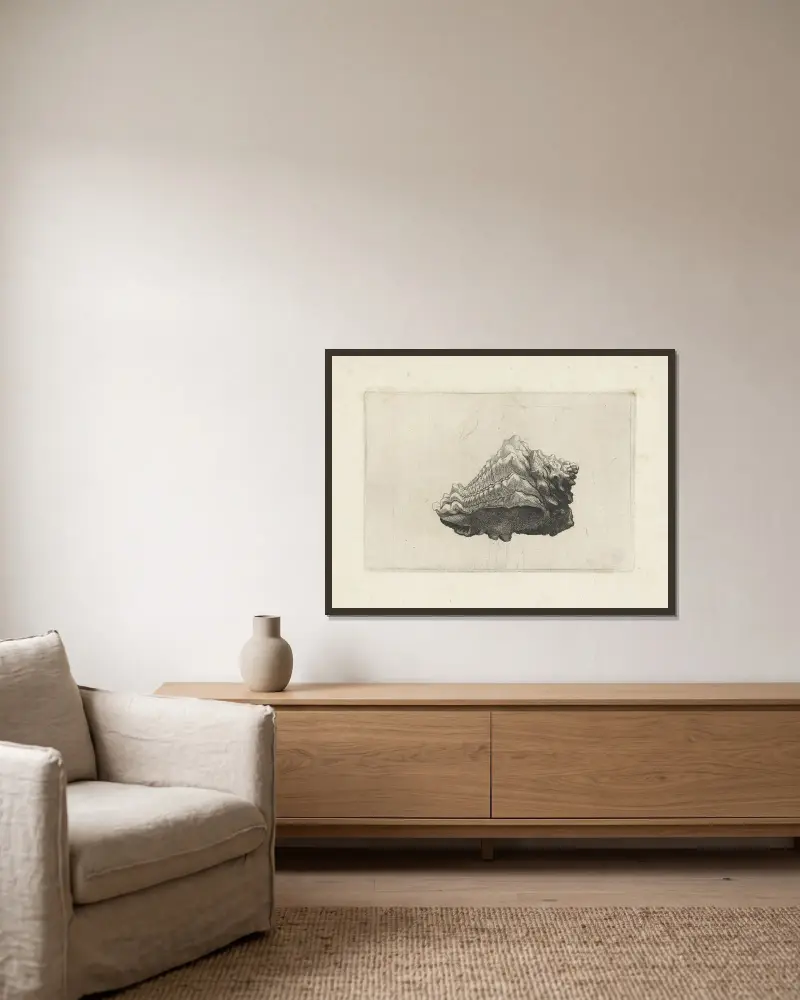 Caribbean vase (Vasum muricatum) av Wenceslaus Hollar inramad på en vägg