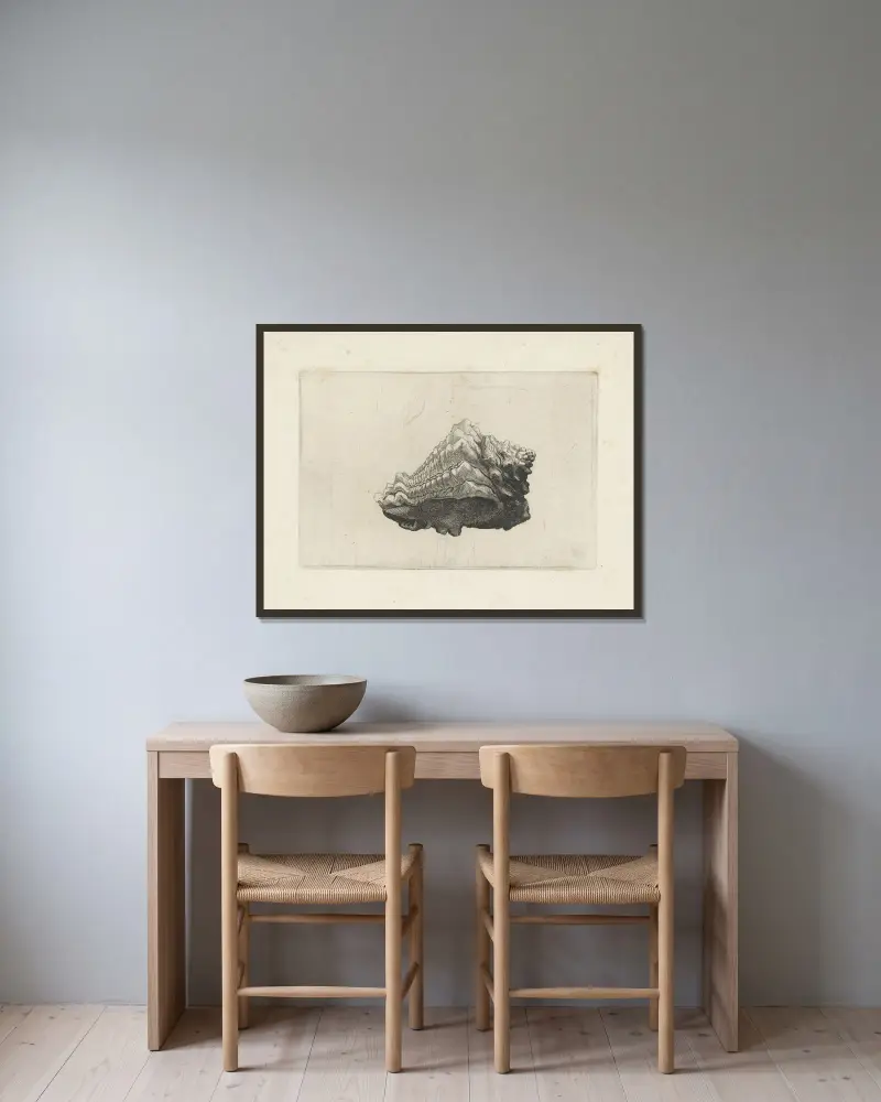 Caribbean vase (Vasum muricatum) av Wenceslaus Hollar inramad på en vägg