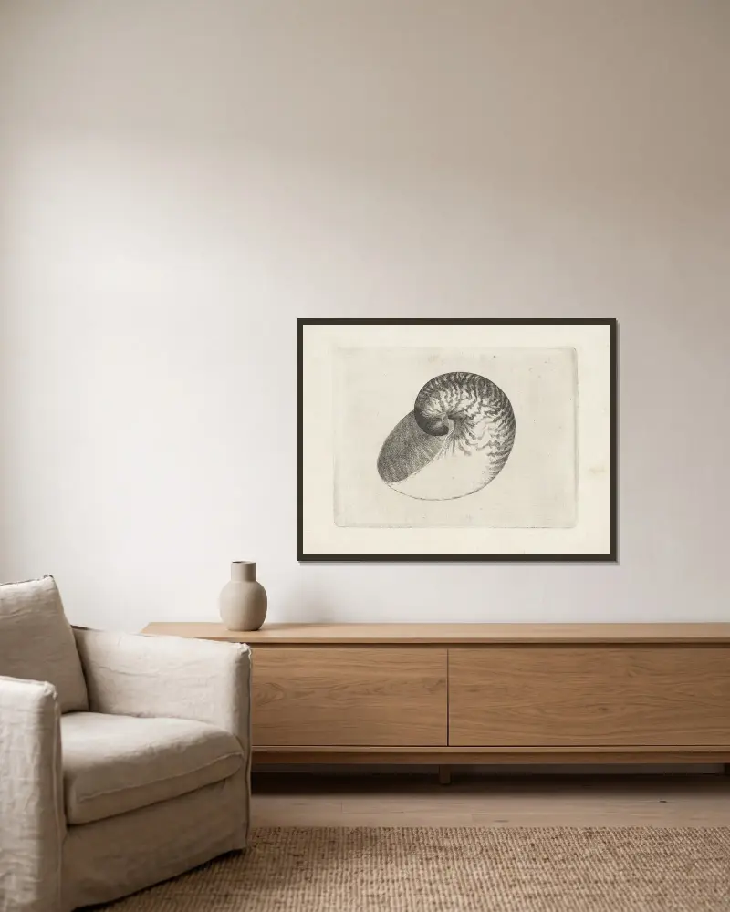 Chambered nautilus (Nautilus pompilius) av Wenceslaus Hollar inramad på en vägg