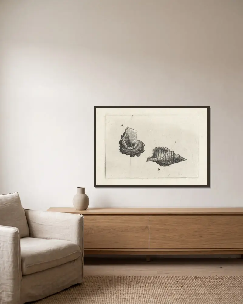 Vanlig delphinula (Angaria delphinus) (A) och hårig triton (Cymatium pileare) (B) av Wenceslaus Hollar inramad på en vägg