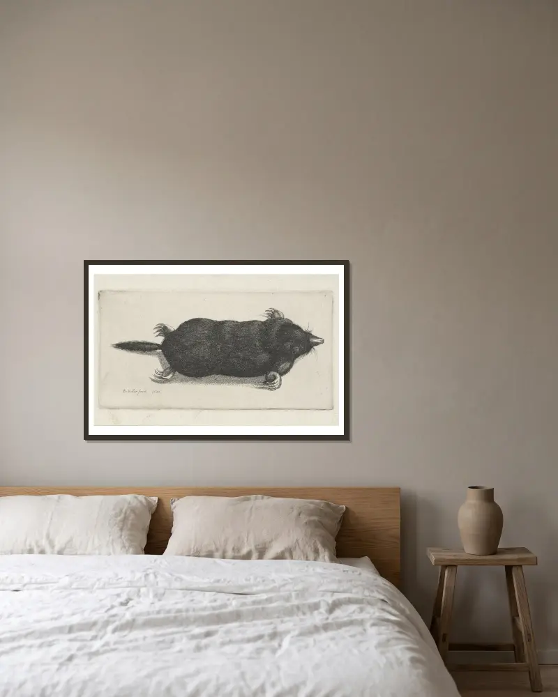 Toter Maulwurf von Wenceslaus Hollar gerahmt an einer Wand