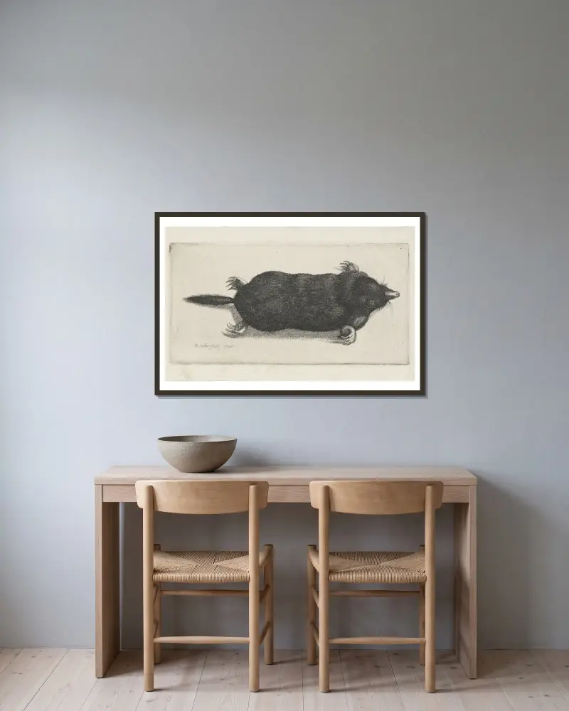 Toter Maulwurf von Wenceslaus Hollar gerahmt an einer Wand