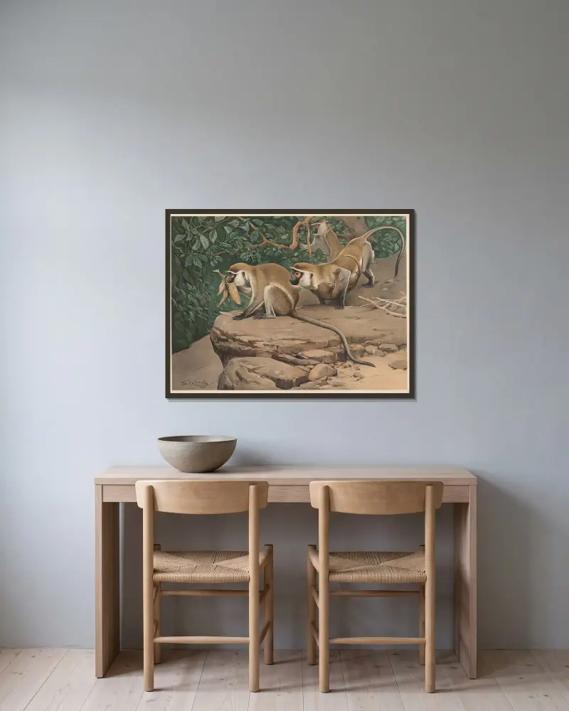 Sabaeus monkey av Wilhelm Kuhnert inramad på en vägg