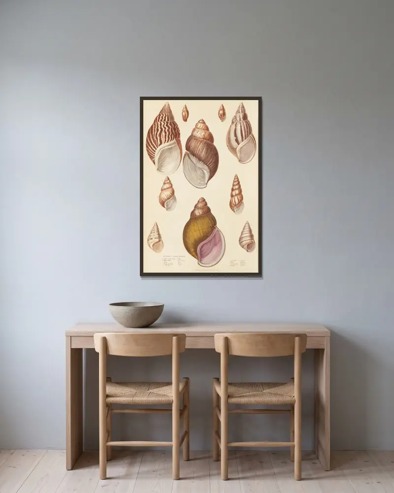 Agate-Shells av William MacGillivray inramad på en vägg