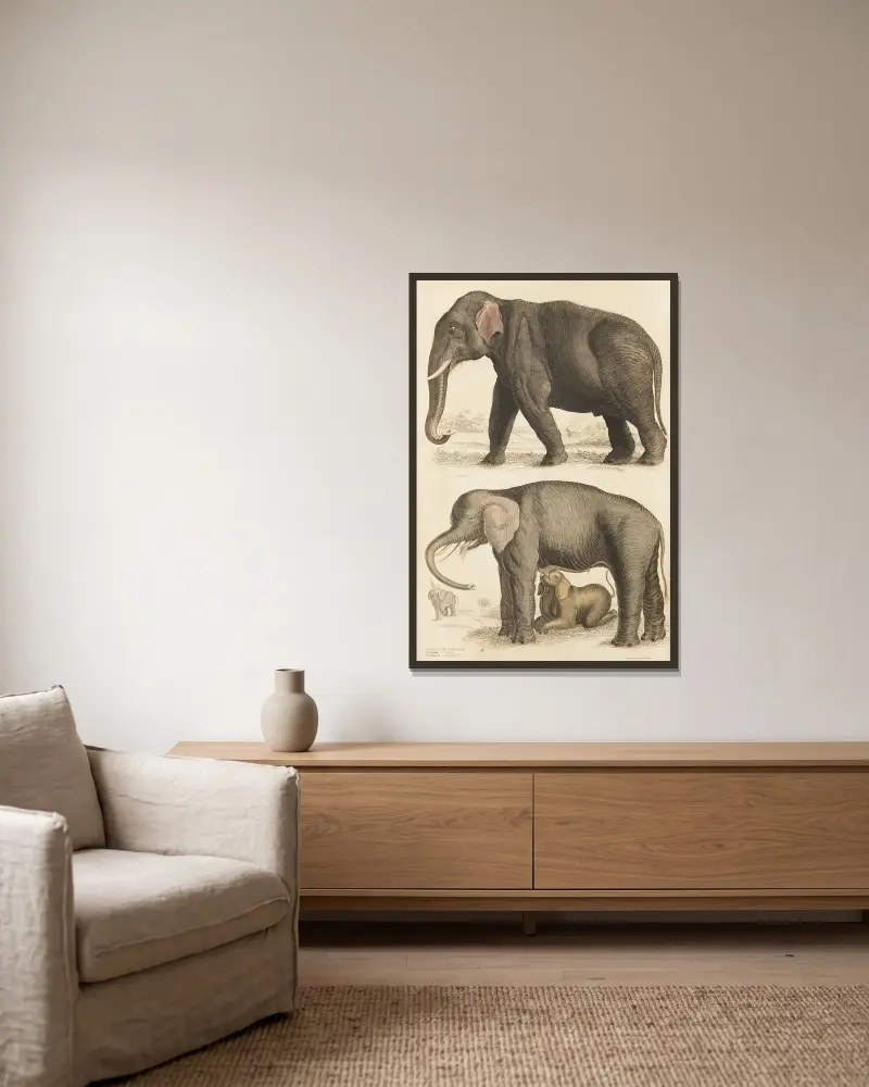 Elephants av William MacGillivray inramad på en vägg