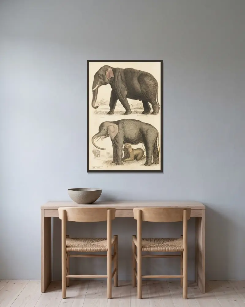 Elephants av William MacGillivray inramad på en vägg