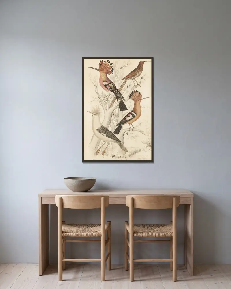 Hoopoes von William MacGillivray gerahmt an einer Wand