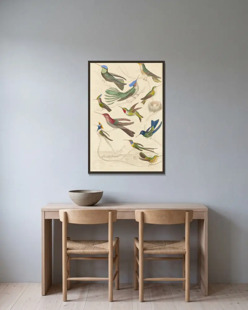 Humming birds, 1835 – nr 2 av William MacGillivray inramad på en vägg