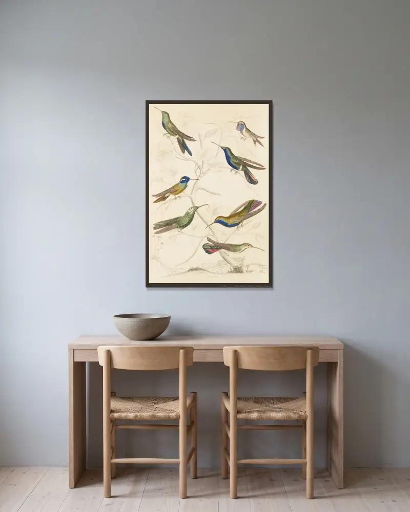 Humming birds, 1835 – nr 1 av William MacGillivray inramad på en vägg