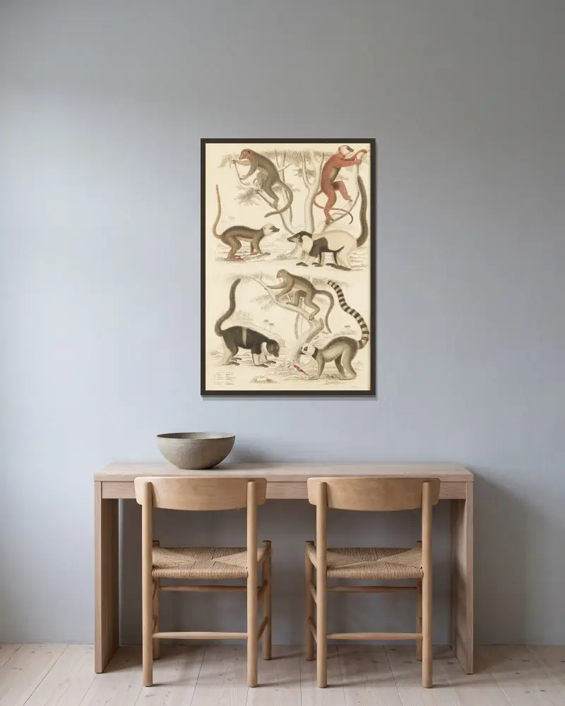 Lemur, William MacGillivray v rámu na stěně