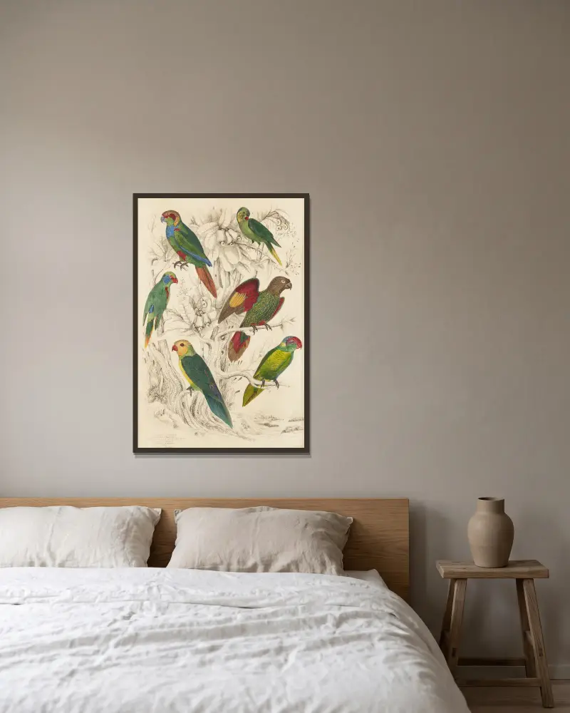 Lories, Parakeets av William MacGillivray inramad på en vägg