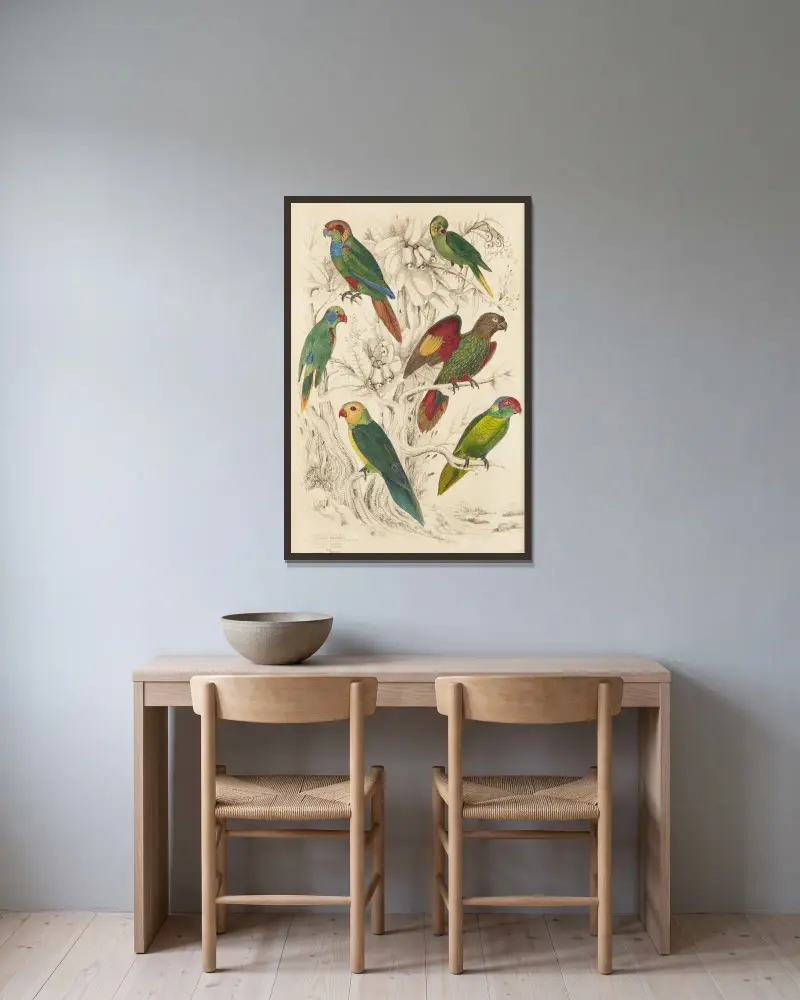 Lories, Parakeets av William MacGillivray inramad på en vägg