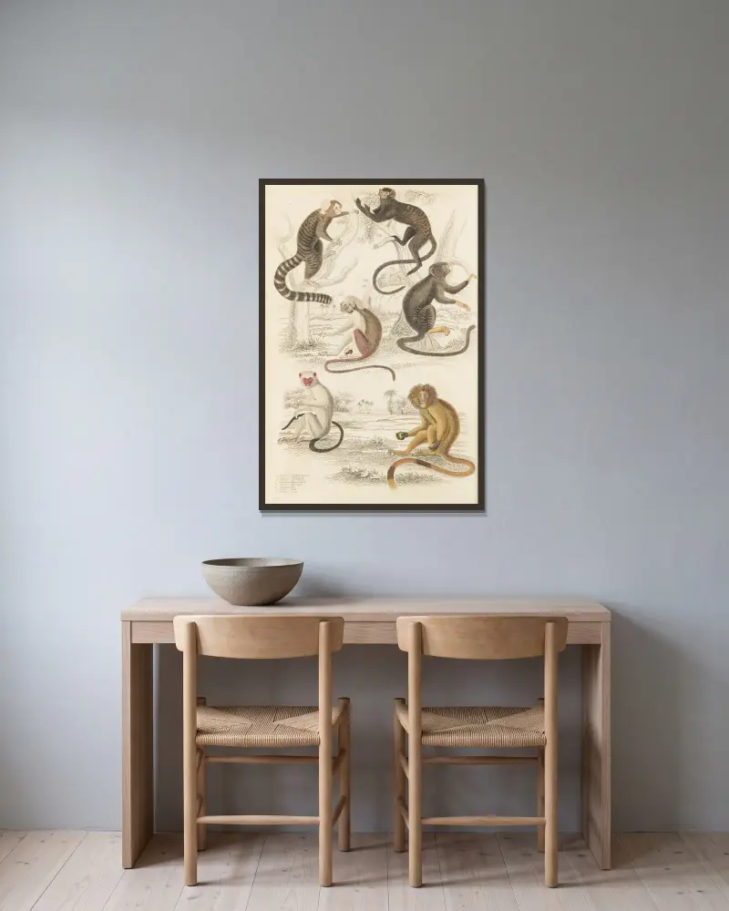 Marmosets av William MacGillivray inramad på en vägg