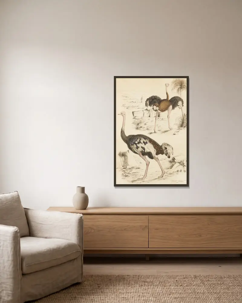 Strauße von William MacGillivray gerahmt an einer Wand