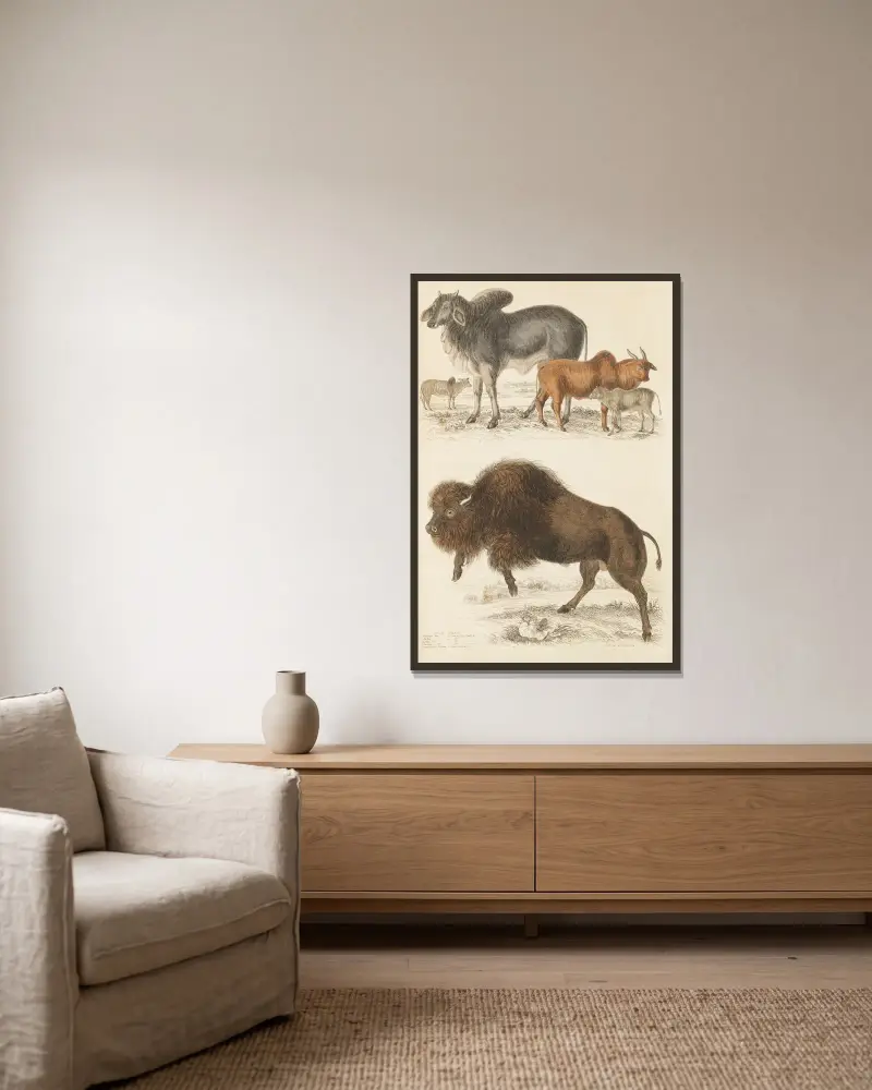 Der Ochse von William MacGillivray gerahmt an einer Wand