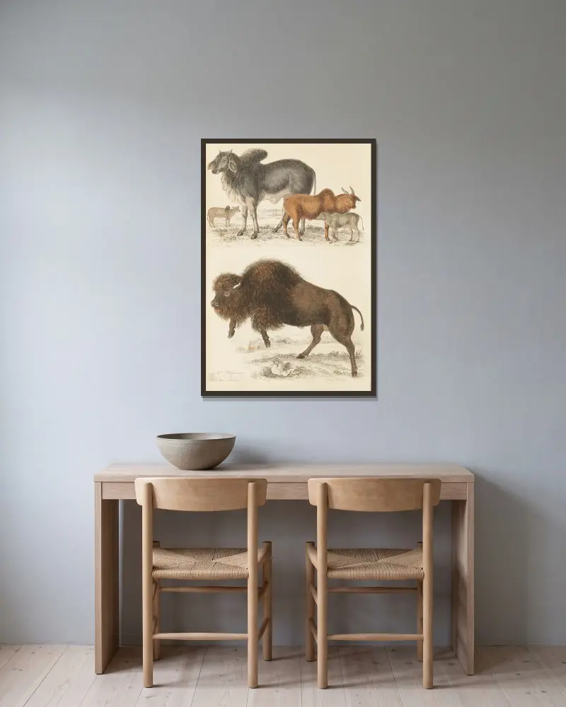 Der Ochse von William MacGillivray gerahmt an einer Wand