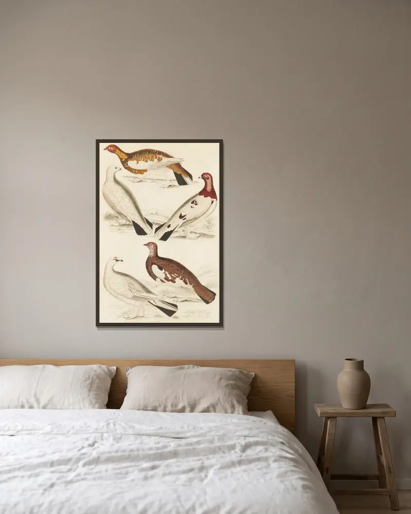 Ptarmigan av William MacGillivray inramad på en vägg