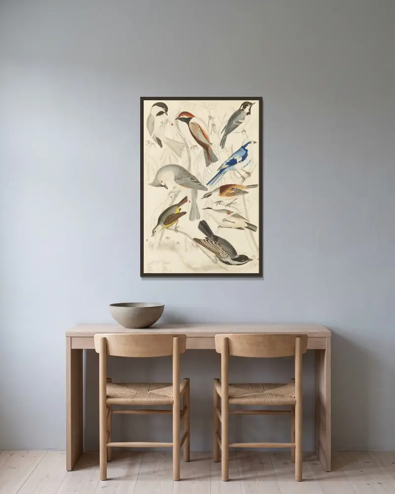 Titmice av William MacGillivray inramad på en vägg