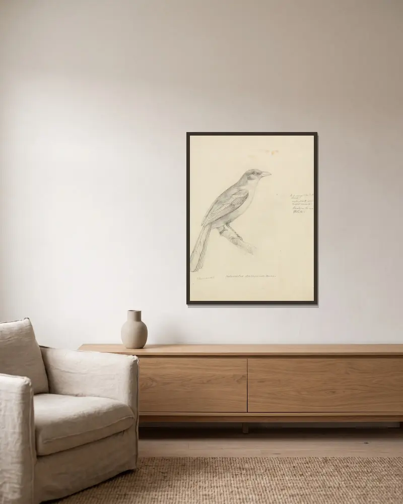 A Bird av William Swainson inramad på en vägg