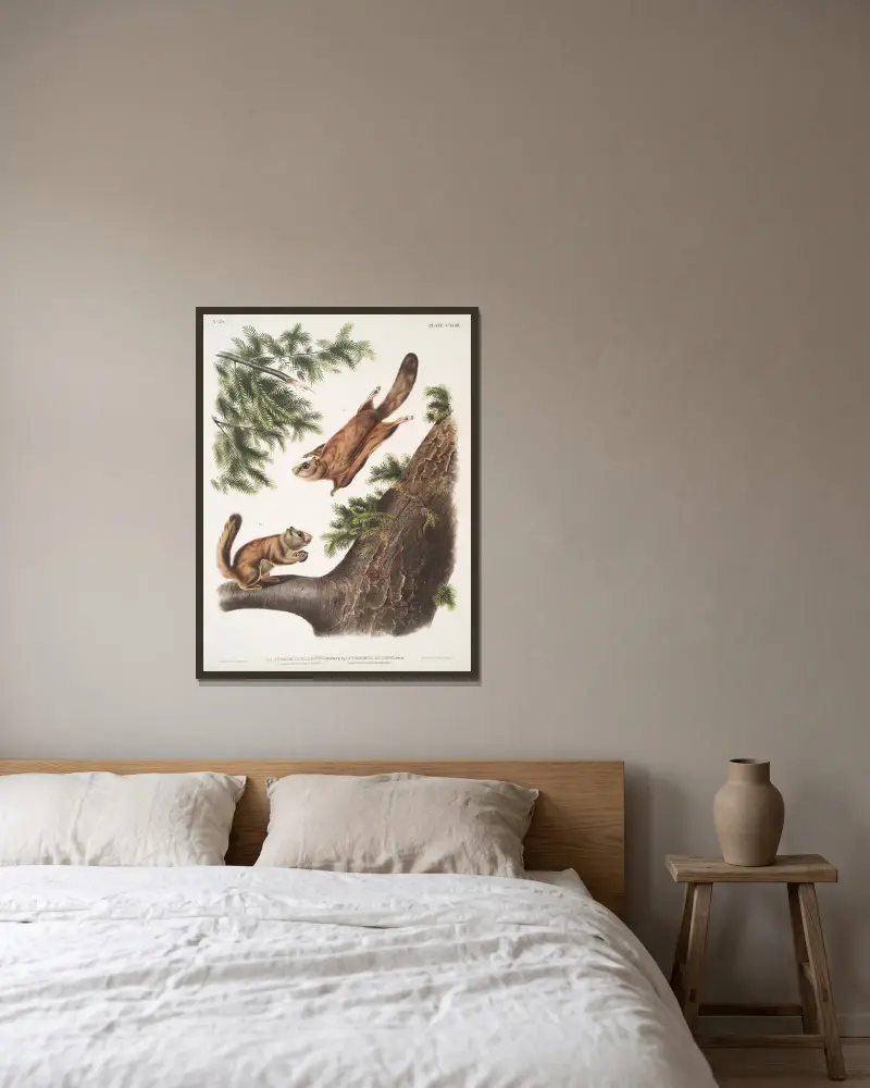 1. Pteromys sabrinus, Severn Rivers flygekorre; 2. Pteromys alpinus, Klippiga bergens ekorre av John Woodhouse Audubon inramad på en vägg