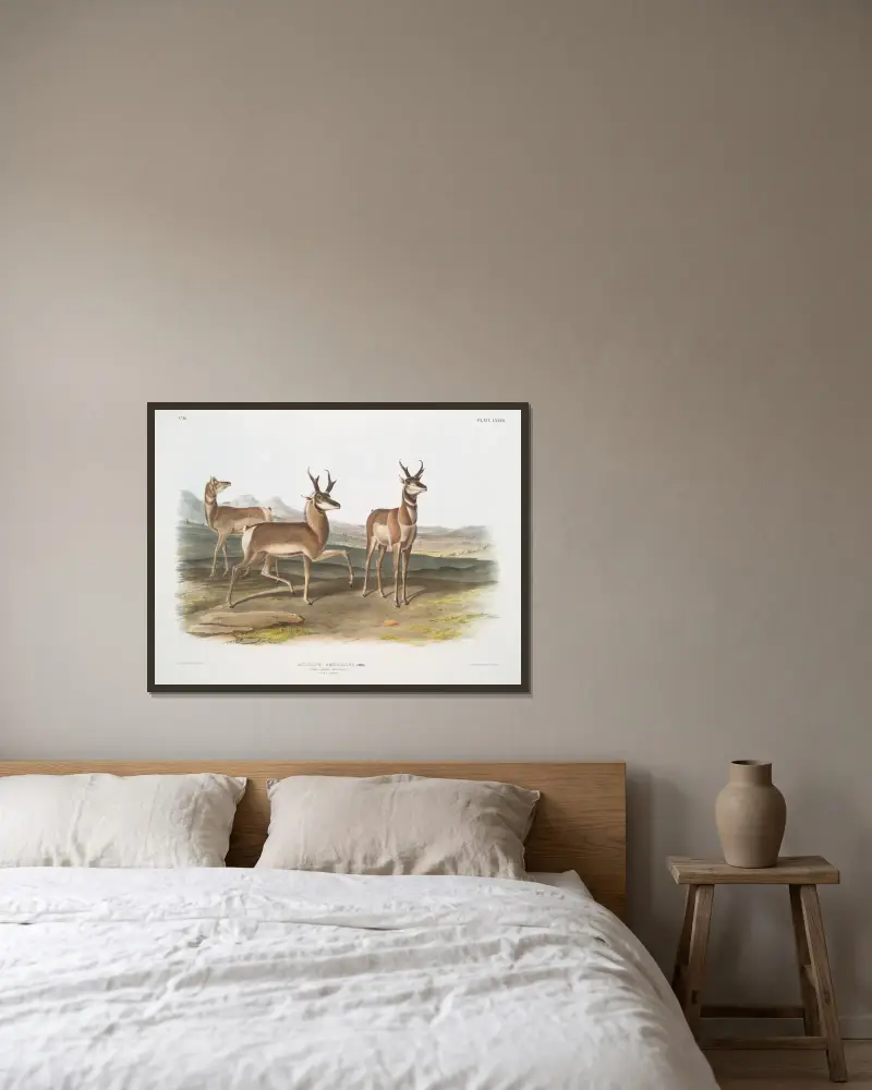 Antilope Americana, Gabelbock (Männchen und Weibchen) von John Woodhouse Audubon gerahmt an einer Wand