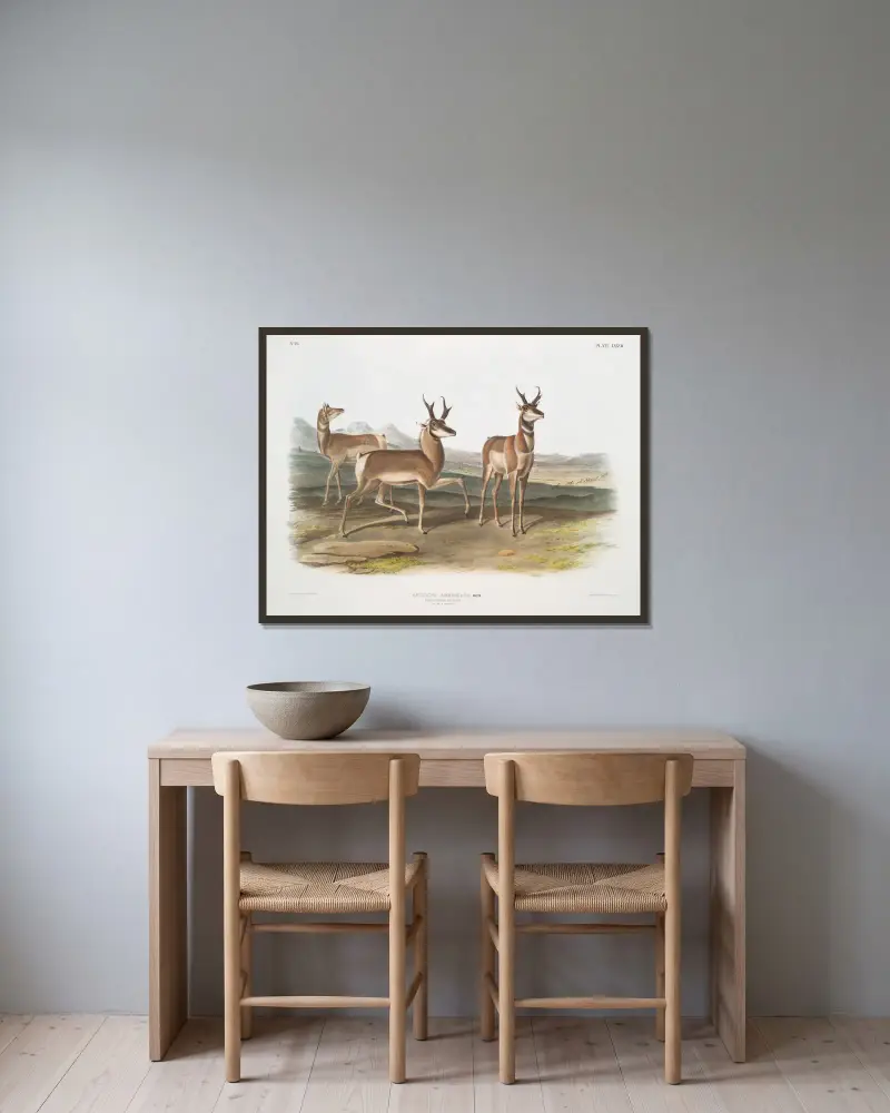 Antilope Americana, Gabelbock (Männchen und Weibchen) von John Woodhouse Audubon gerahmt an einer Wand