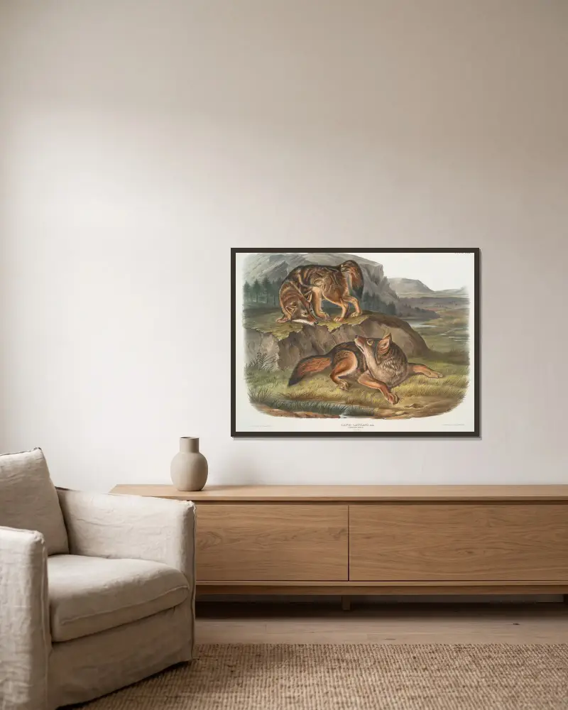 Canis latrans, prärievarg. Hanar. av John Woodhouse Audubon inramad på en vägg